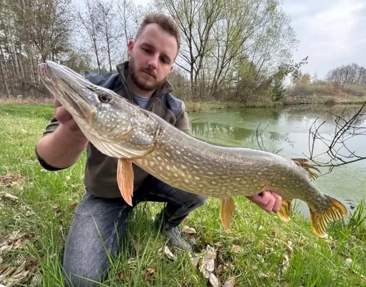 Štikový speciál u Žíšova — fotky od našich rybářů — fotografie 4